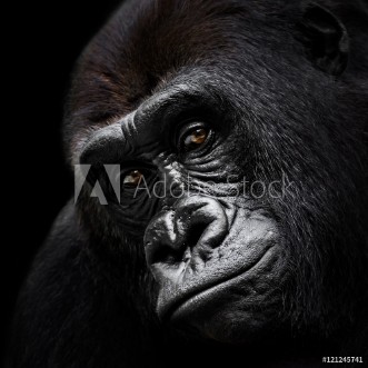 Picture of Western Lowland Gorilla VI